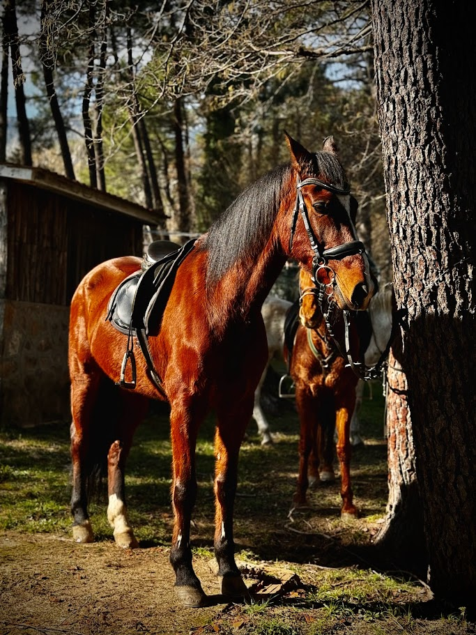 Rutas a caballo en Casavieja